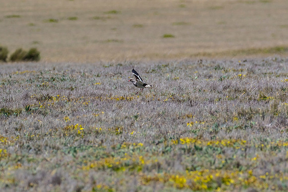 Andean lapwing KAC8696