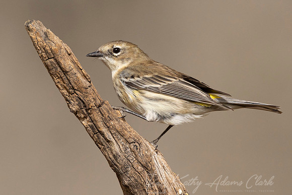 Yellow-rumped warbler KAC3032