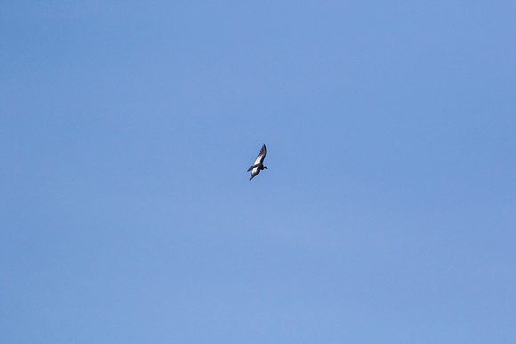 Andean Condor KAC8433