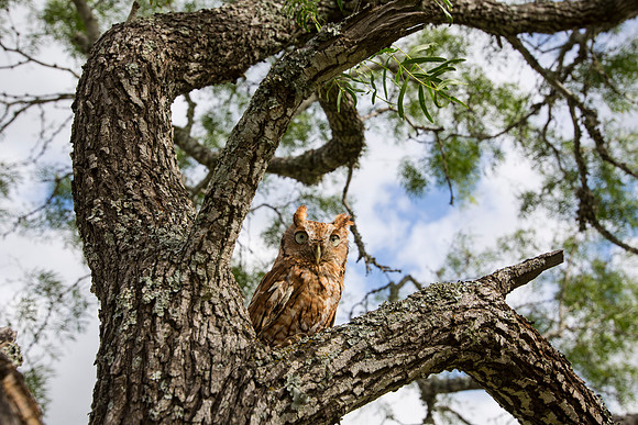 Eastern screech-owl KAC7674