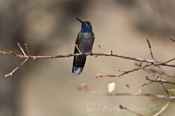 Blue-throated hummingbird KAC4900