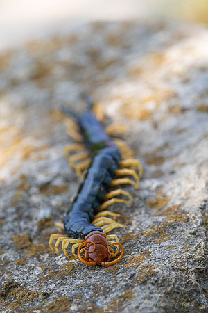 Texas Redheaded Centipede KAC1103