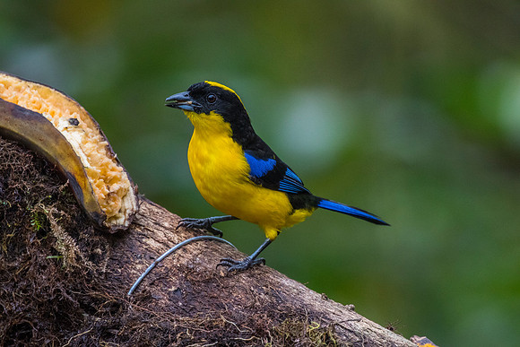 Blue-winged mountain-tanager KAC9999