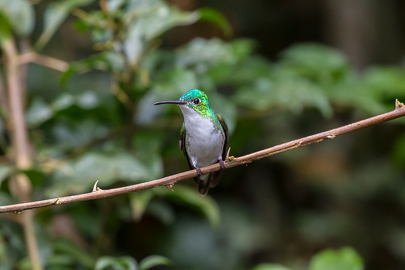 Andean emerald hummingbird KAC0892
