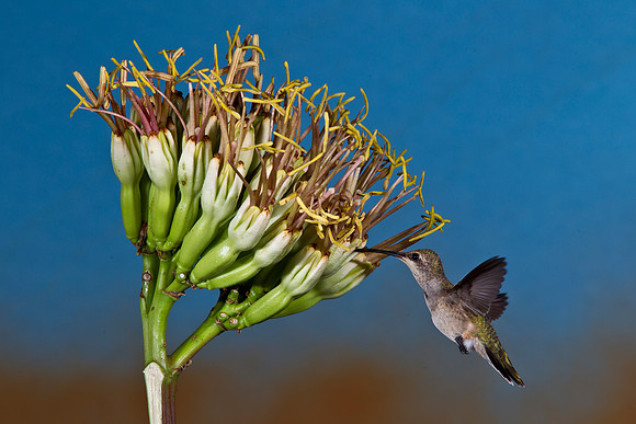 Black-chinned Hummingbird KAC1805