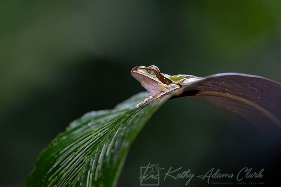 Masked tree frog KAC4797-Enhanced-NR