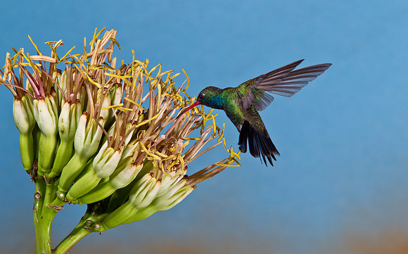 Broad-billed Hummingbird KAC1857