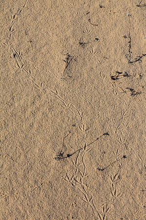 2 Monahans Sandhills State Park KAC5302