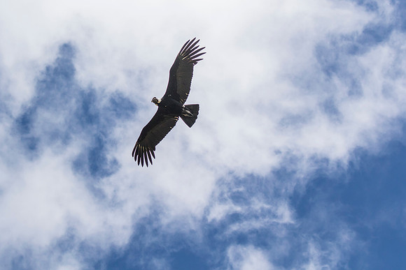 Andean Condor KAC8498