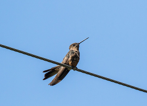 Giant hummingbird KAC8768