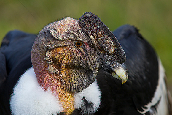 Andean condor KAC1126