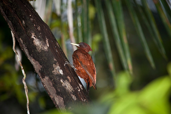 Chestnut woodpecker KAC6151