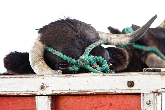 Cow female KAC5451