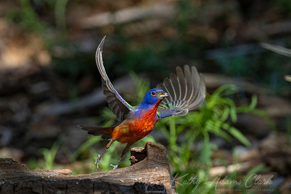 Painted bunting KAC7946