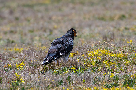 Carunculated caracara KAC8583