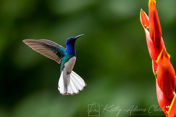 White-necked jacobin KAC4537-Enhanced-NR