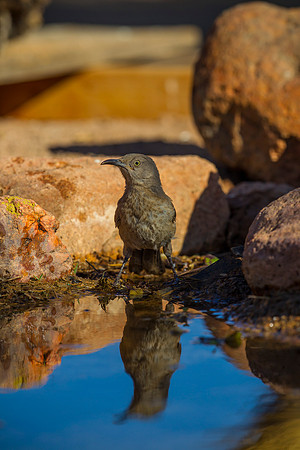 Curve-billed thrasher KAC8906