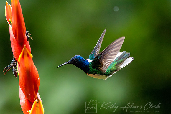 White-necked jacobin KAC4370-Enhanced-NR