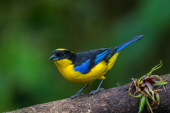Blue-winged mountain-tanager KAC9996