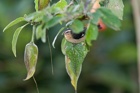 Cinereous conebill KAC5895