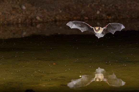 Arizona myotis Bat KAC9547