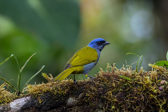 Blue-capped tanager KAC9856