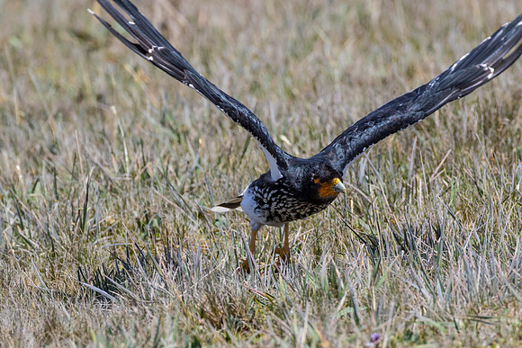 Carunculated caracara KAC8648