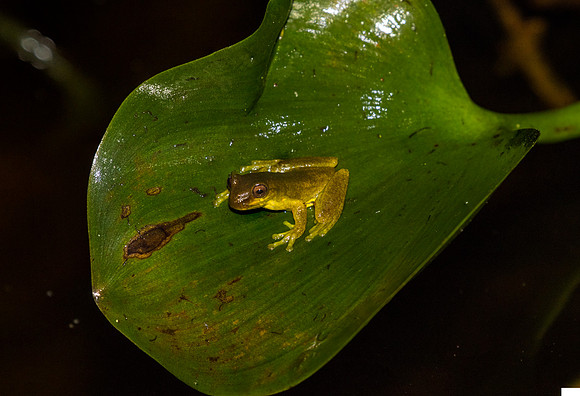Executioner Clownfrog KAC0757