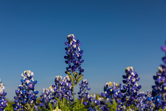 Texas Bluebonnet KAC0856