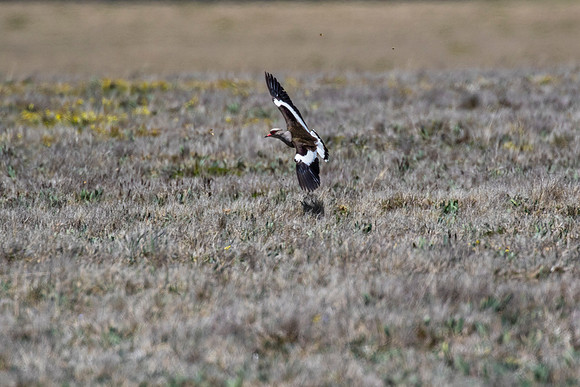 Andean lapwing KAC8687