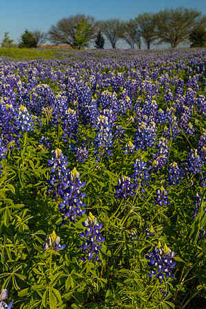 Texas Bluebonnet KAC0827