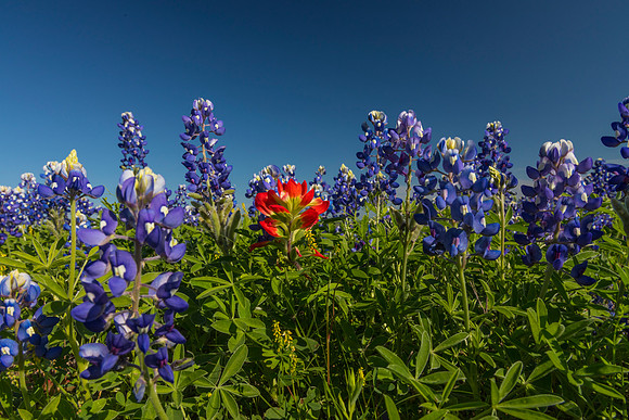 Indian Paintbrush KAC0777
