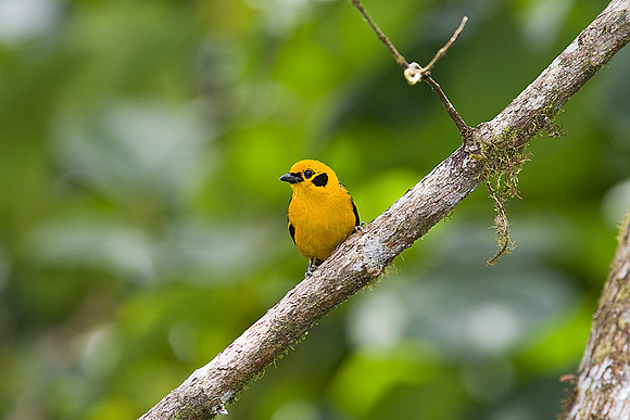 Golden tanager KAC8371