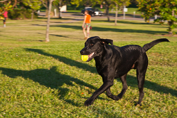 Domestic dog KAC3213