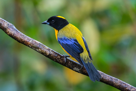 Black-chinned mountain-tanager KAC9992