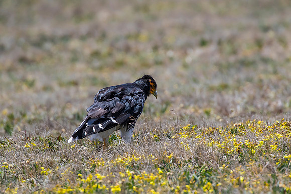 Carunculated caracara KAC8594