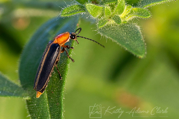 Lightning beetle KAC7711