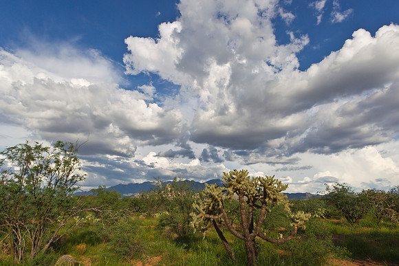 Sonoran desert KAC1941