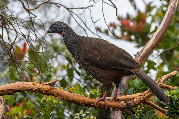 Andean guan KAC9196