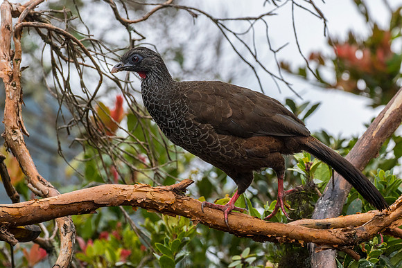 Andean guan KAC9197