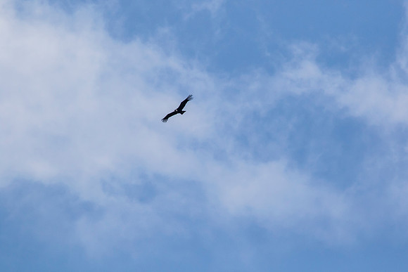 Andean Condor KAC8478