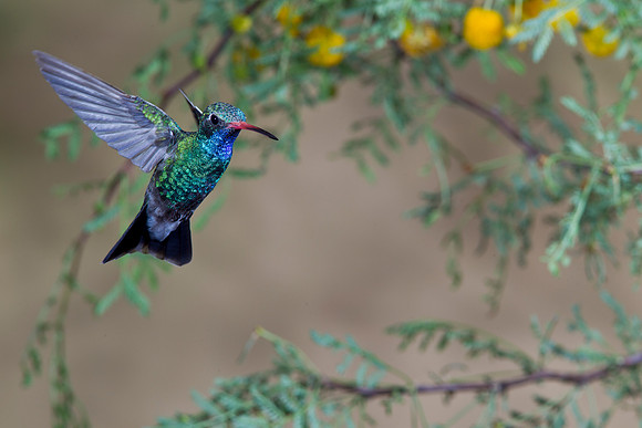 Broad-billed Hummingbird KAC2547