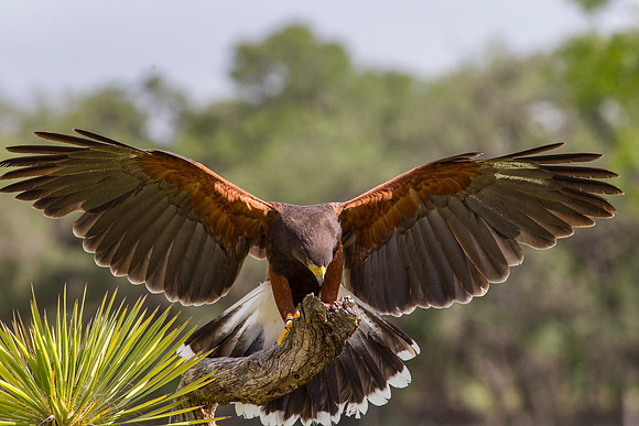 Harris's hawk KAC7570