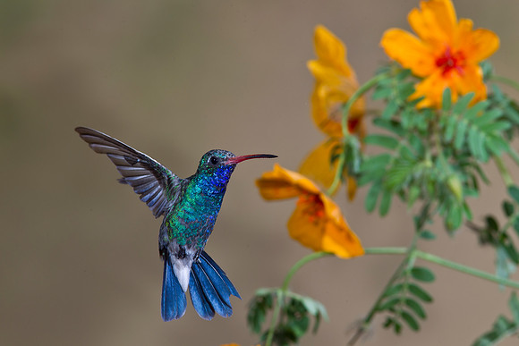 Broad-billed Hummingbird KAC2573