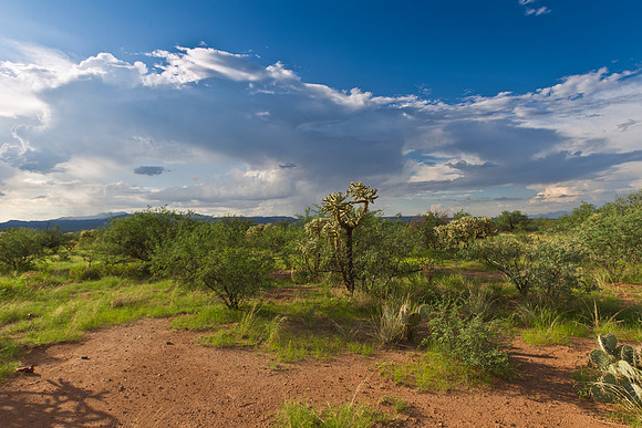Sonoran desert KAC1933