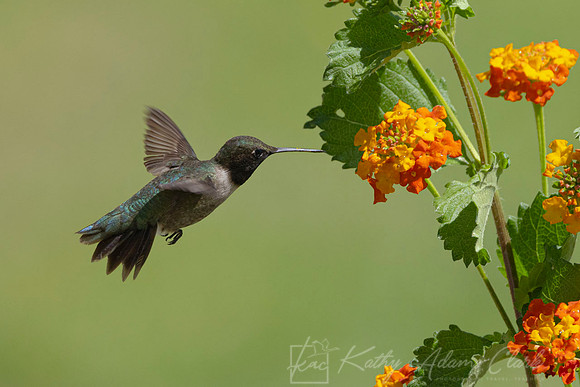 Black-chinned hummingbird KAC6212