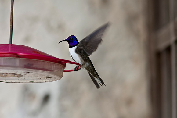 Ecuadorian hillstar hummingbird KAC8180