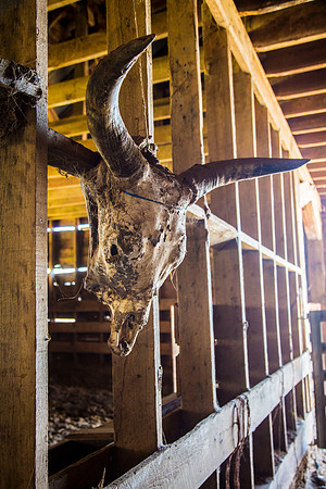 Cow Skull KAC7896