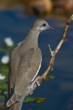 White-winged dove KAC1786