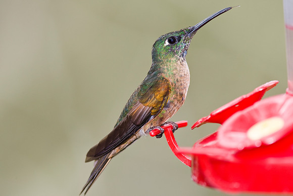 Fawn-breasted brilliant hummingbird KAC5087